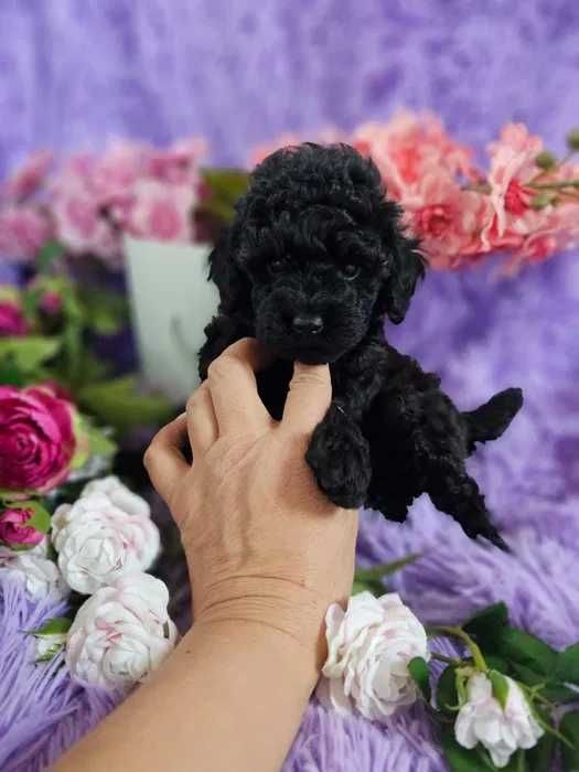 Poodle preto disponível