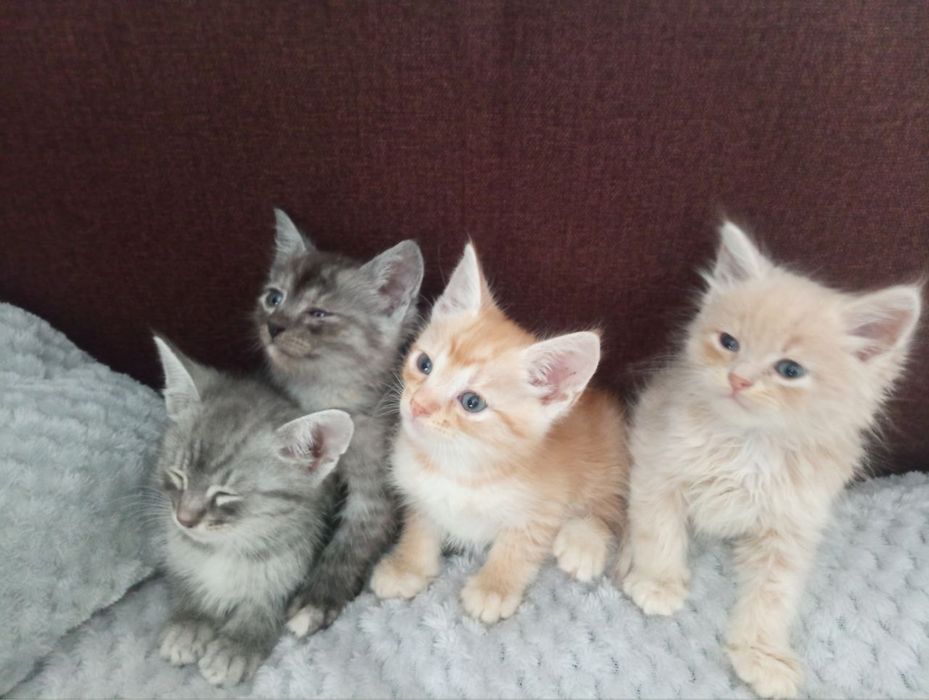 Кошенята шукають дім — безкоштовно