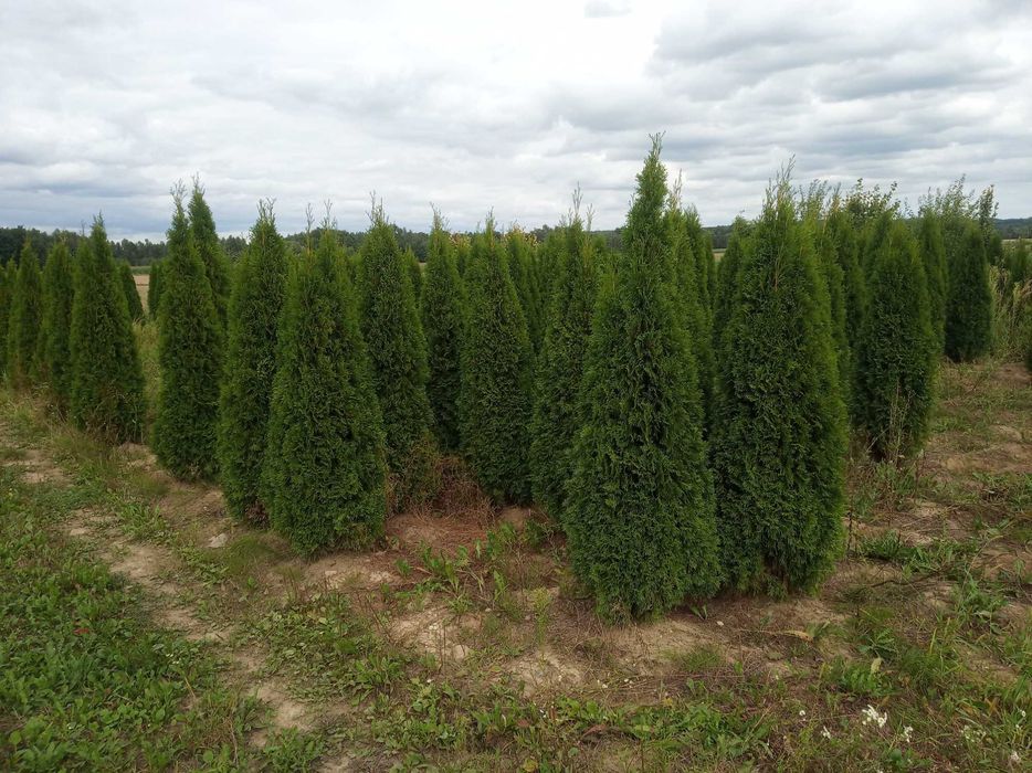 Tuja szmaragd, brabant 180-200cm , dowozimy, sadzimy , tuje do 250cm