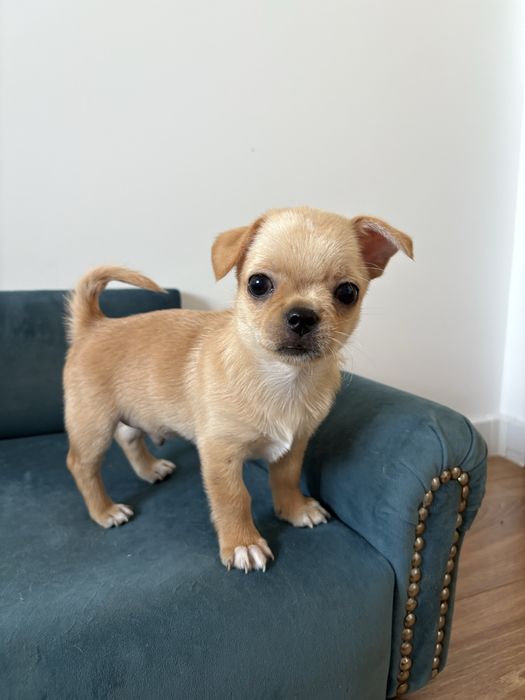 Chihuahua krótkowłosy FCI ZKwP