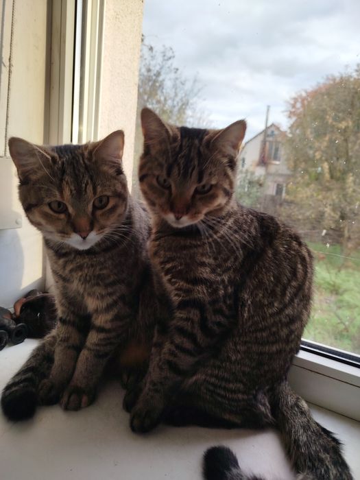 Кошечки-сестрички в хорошие руки