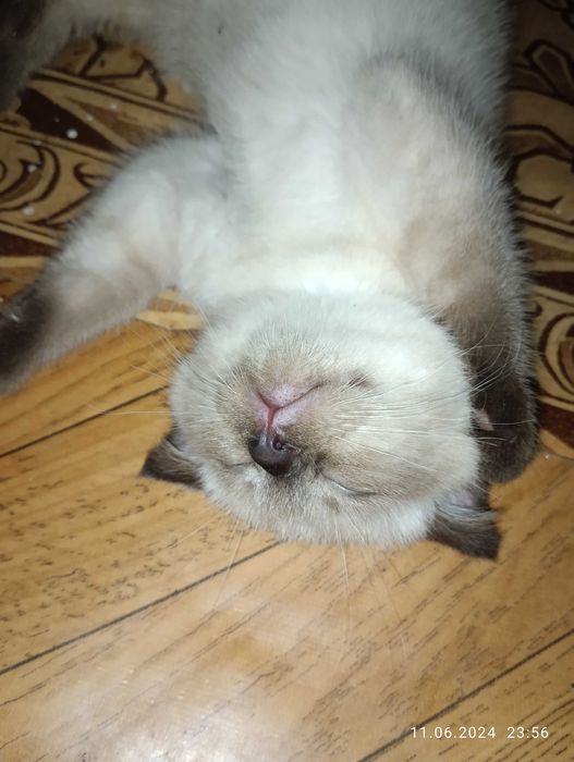 Шотландський висловухий.