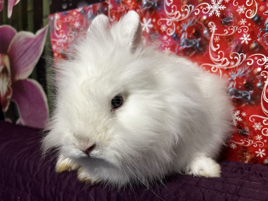 Кролик, хлопчик, декоративний