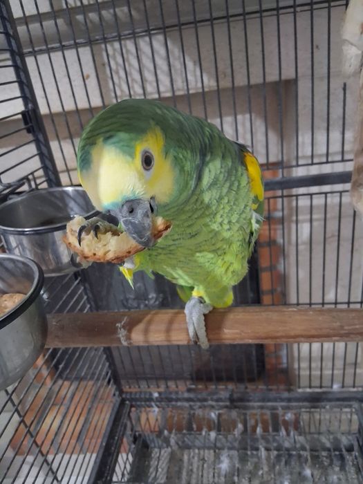 Papagaio amazonas e gaiola