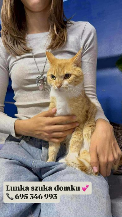 rudo-biała kotka szuka ciepłego domu przed zimą!