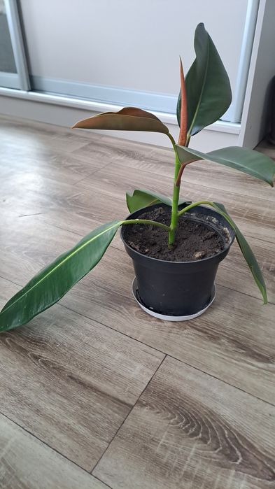 Кімнатна рослина Фікус