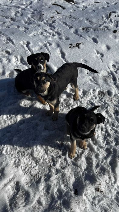 Oddam szczeniaki – 3-miesięczne (1 suczka, 2 pieski]