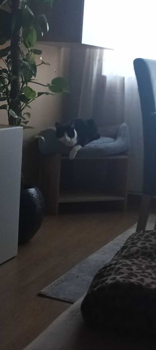 Gatinho adulto para adoção