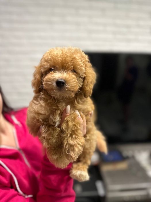 Мальтипу мини