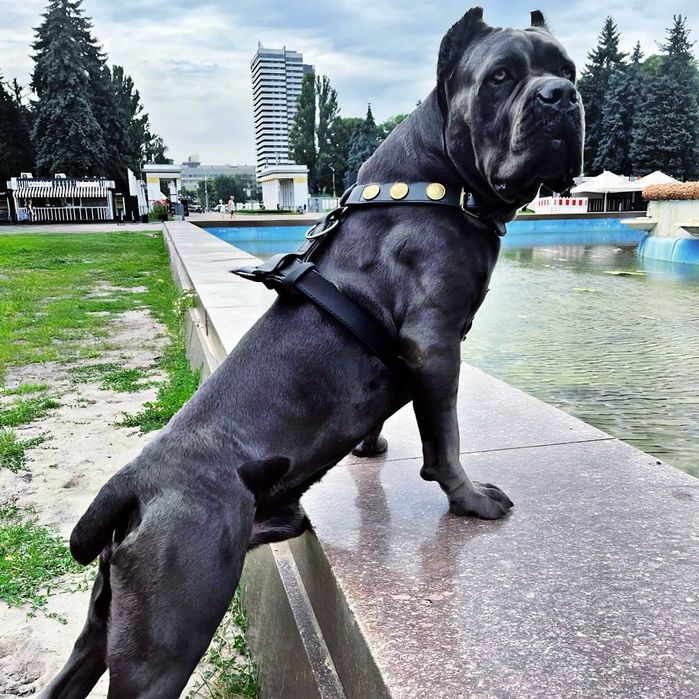 Кане-корсо вязка