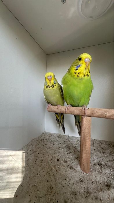 Casais de periquitos ingleses