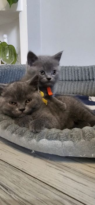 Przepiękne Kotki Brytyjskie