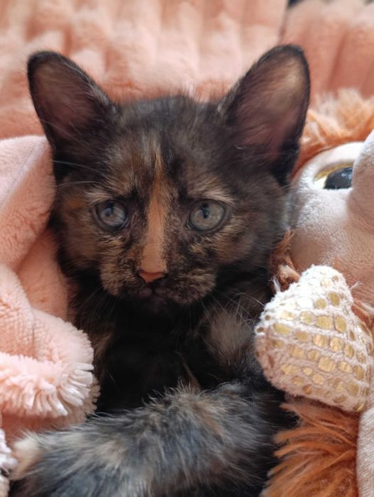 Кошеня, чемне, триколірне. 2,5 місяця.