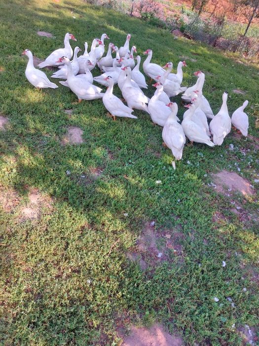 Kaczki francuskie piżmowe białe