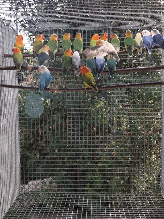 Agapornis Fischeris opalinos