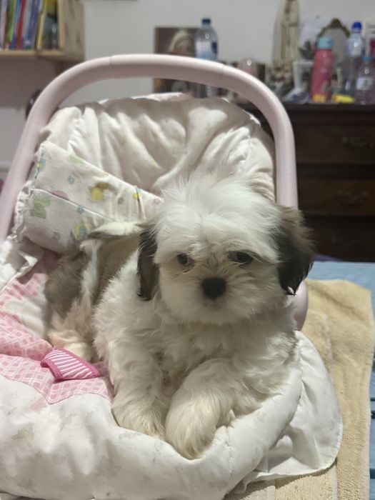 Shih-Tzu macho puro