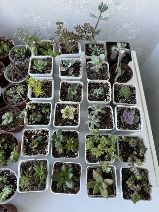 Продам сукуленти