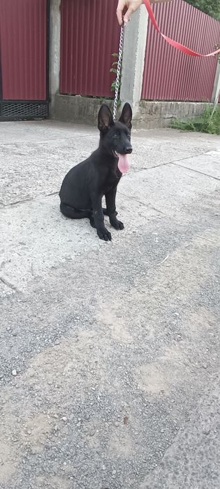 Цуцик німецька вівчарка