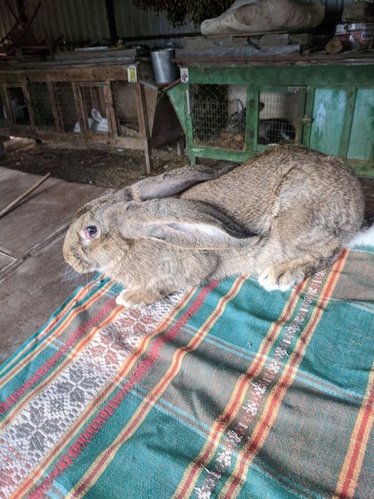 Кролики Бельгійський фландр