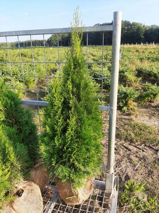 Tuja szmaragd wysokości 160cm-180cm producent