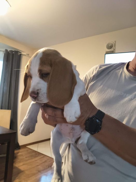 Sprzedam pieska Beagle Bicolor z rodowodem.