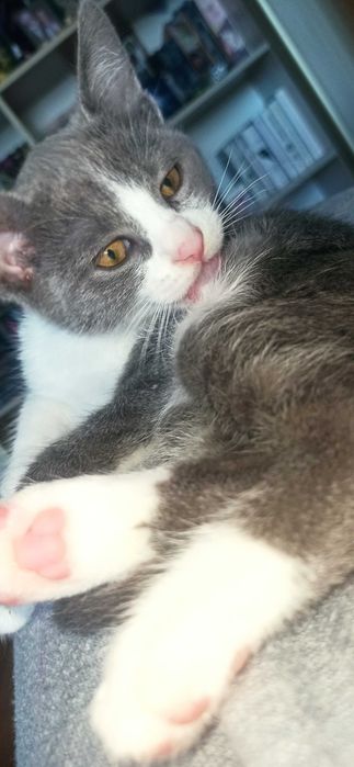 Кошенята шукають дім