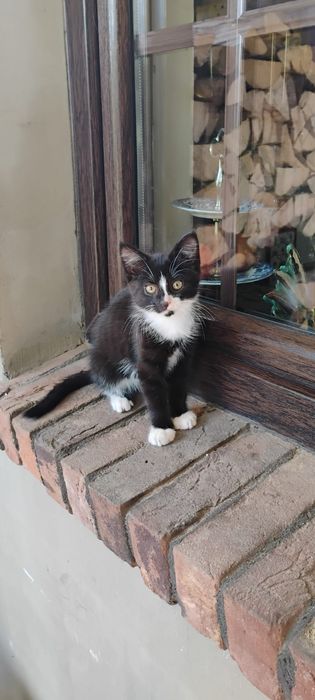 Uroczy kotek szuka domu