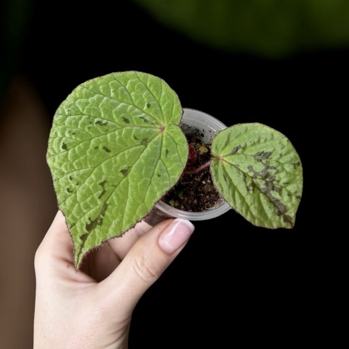 Бегония conchifolia, dracopelta