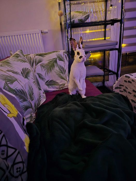 Oddam 1.5 rocznego królika