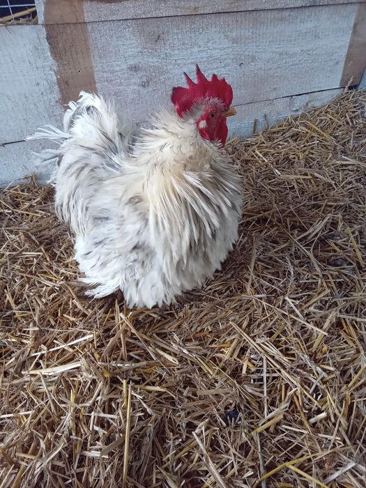 Продам кури кохінхіни(декоративні)