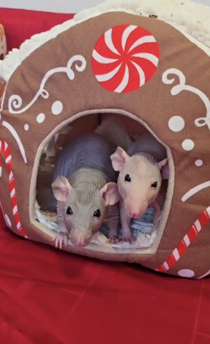 Очаровательные крыски сфинксы