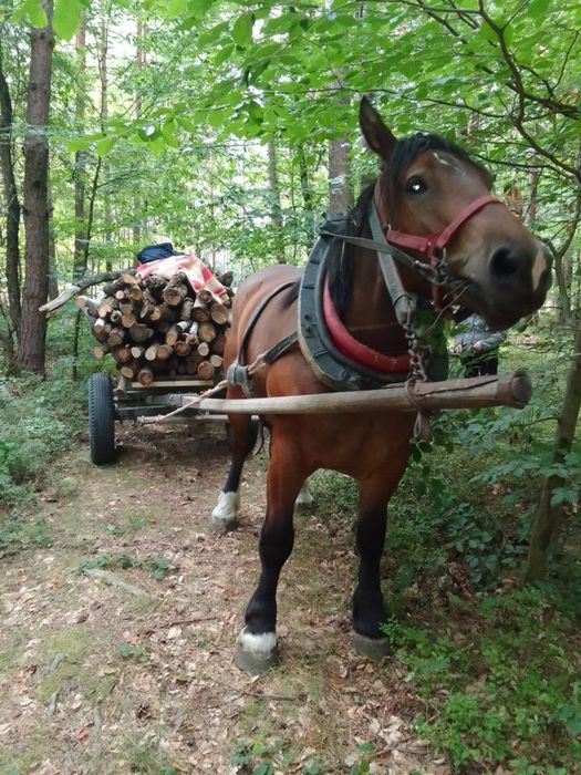 Klacz piecioletnia + źrebie