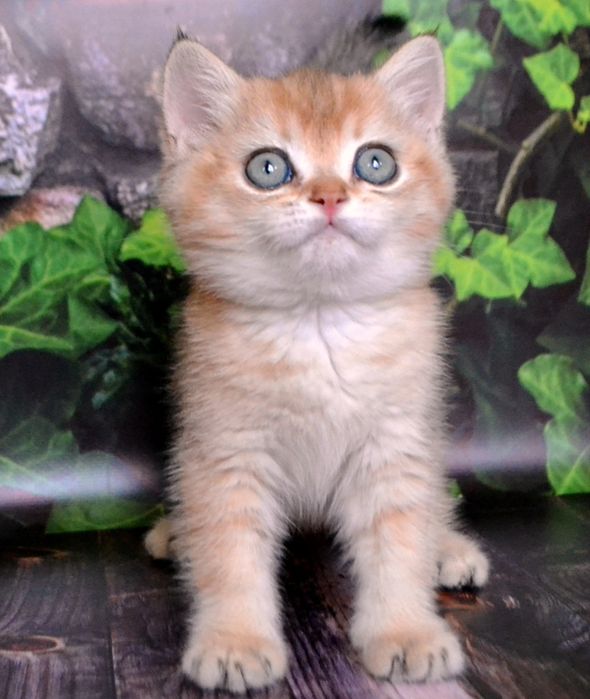 Золотая шиншилла. Британский котик
