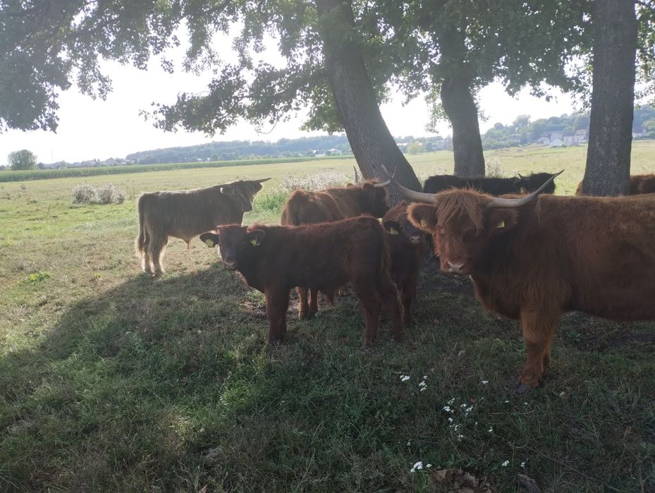 Byczki odsadki Salers highland cattle