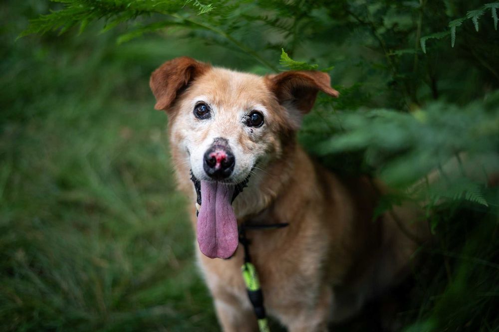 Nosek - pełen pozytywnej energii słodziak - do adopcji