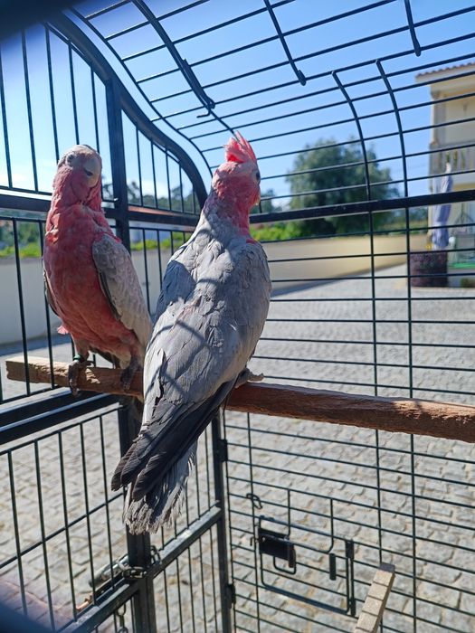 Catatuas   Galah