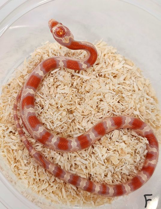 Wąż zbożowy hybryda