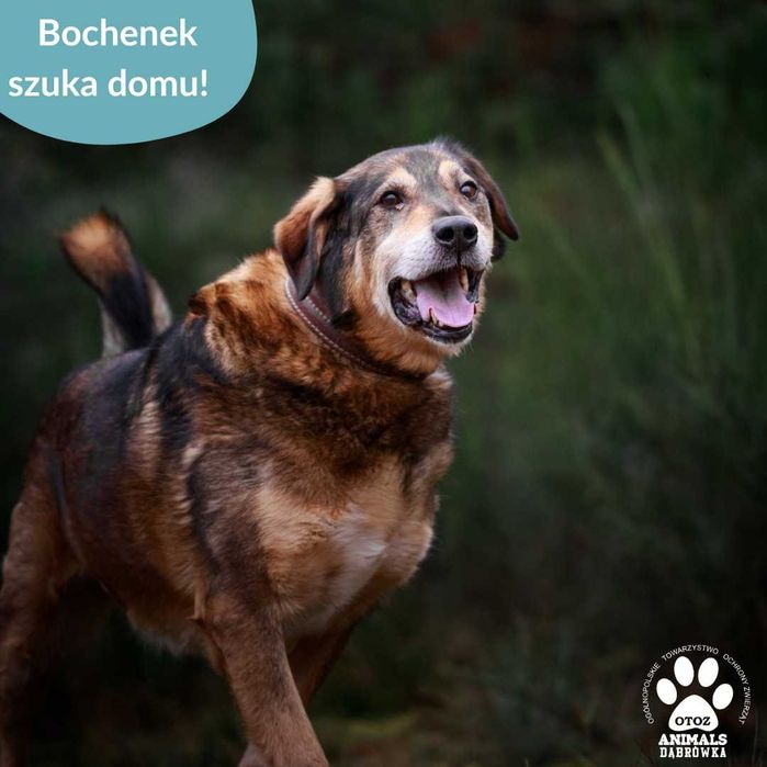Bochenek szuka cierpliwego opiekuna!