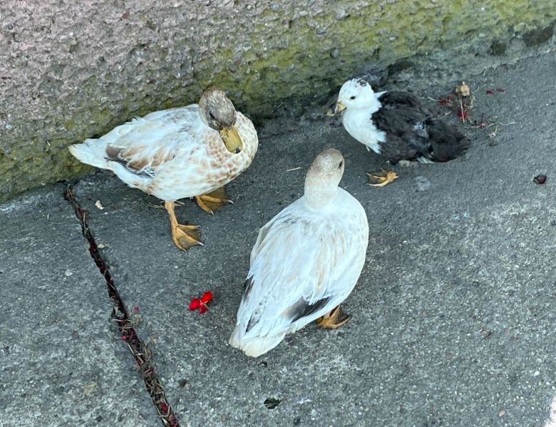 Call duck para kaczka kaczor
