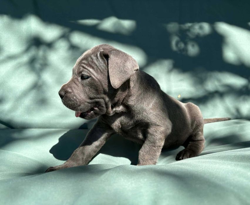 Cane Corso szczeniak  ZKwP (FCI)