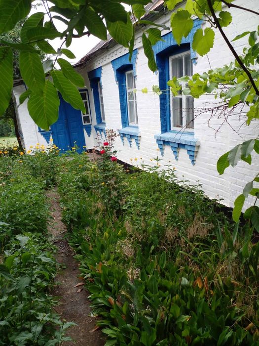 Хата Білоцерківський район