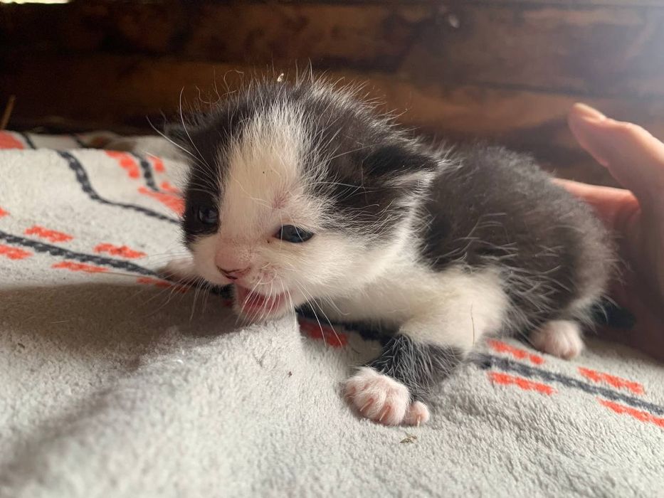 Отдам даром!!Срочно