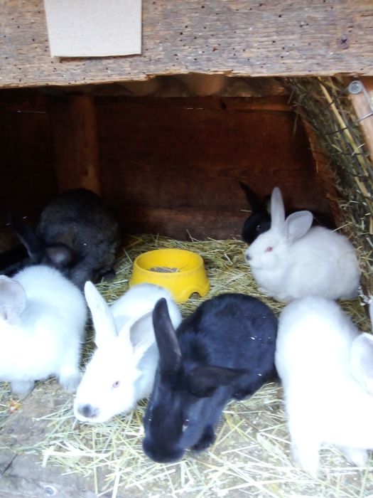 Кролі ,білий панон ,строкачі'',також м'ясо 250  грн 'кг