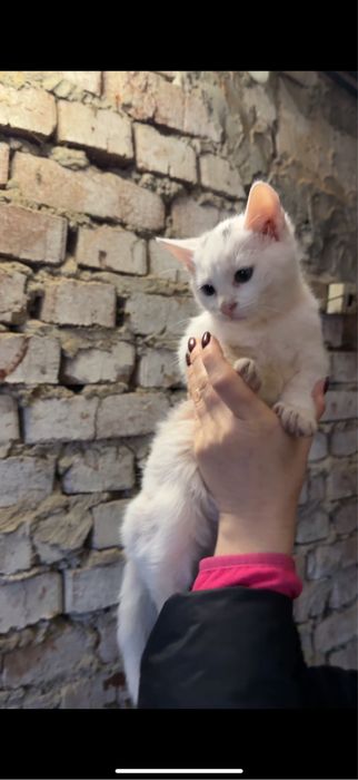 Кошенята в добрі руки