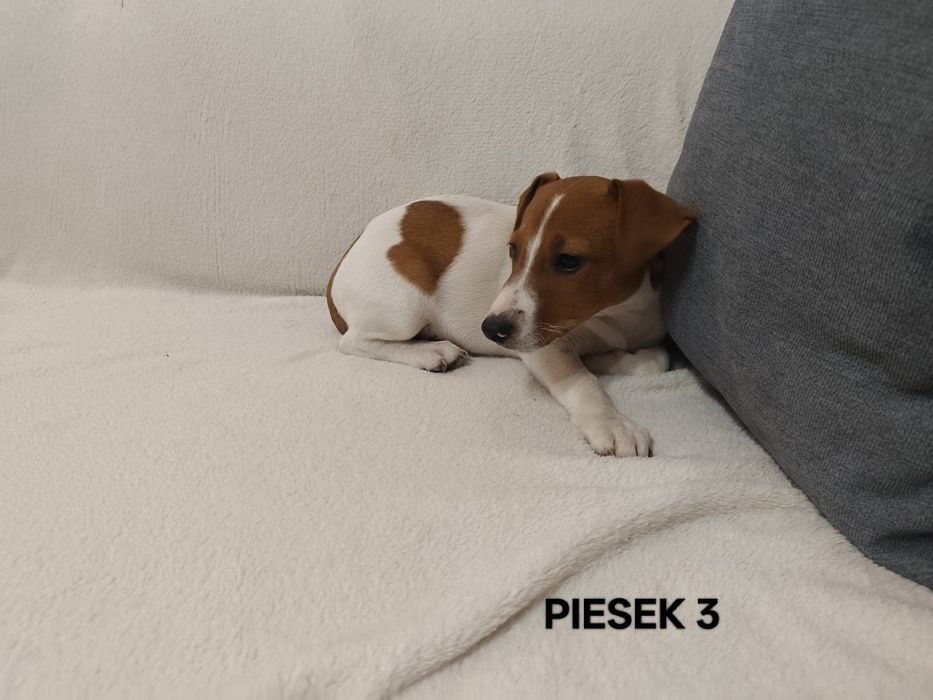 Piesek Jack Russell Terrier