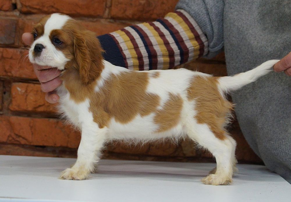 кавалер Кинг Чарльз Спаніель КСУ