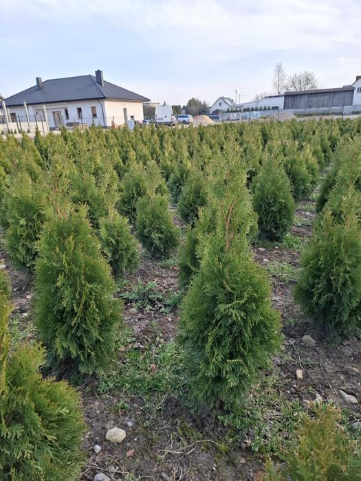 Tuja thuja szmaragd