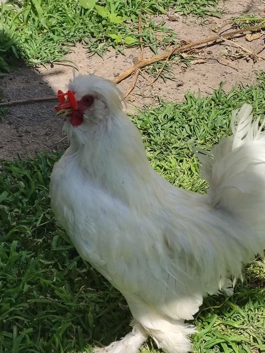 Продам курей породи Павловська(біла)