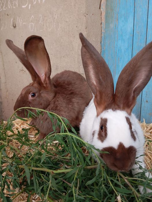 Продам кролей на племя. Немецкий строкач.,самцыНЗК,Полтавское серебро.