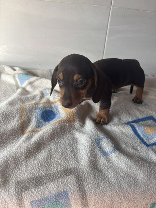 Teckel  miniatura pelo curto